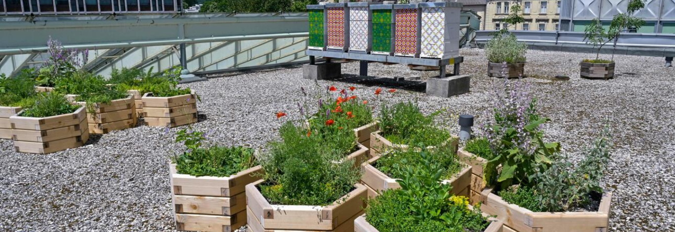 Rastline in panji na strehi