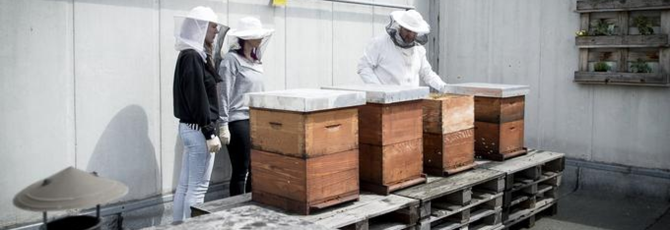 O društvu Urbani čebelar