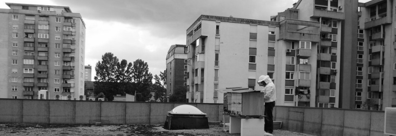 Kaj delamo v Društvu Urbani čebelar