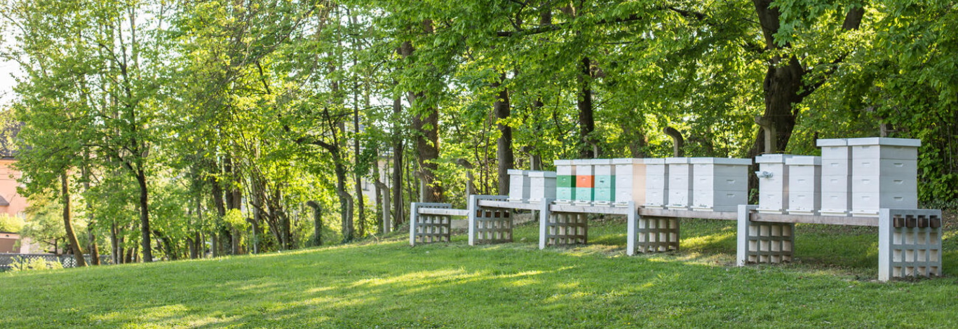 Čebelji panji na prostem