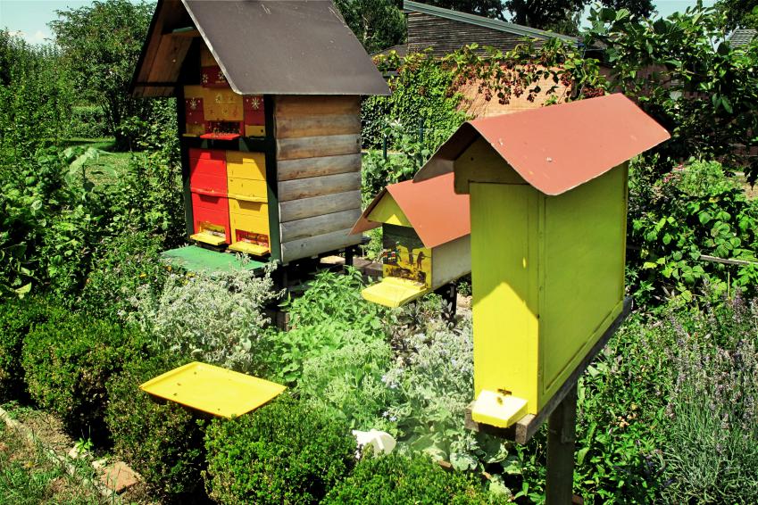 Čebelnjak, vnukov panj in opazovalnik v vrtu z medovitimi rastlinami